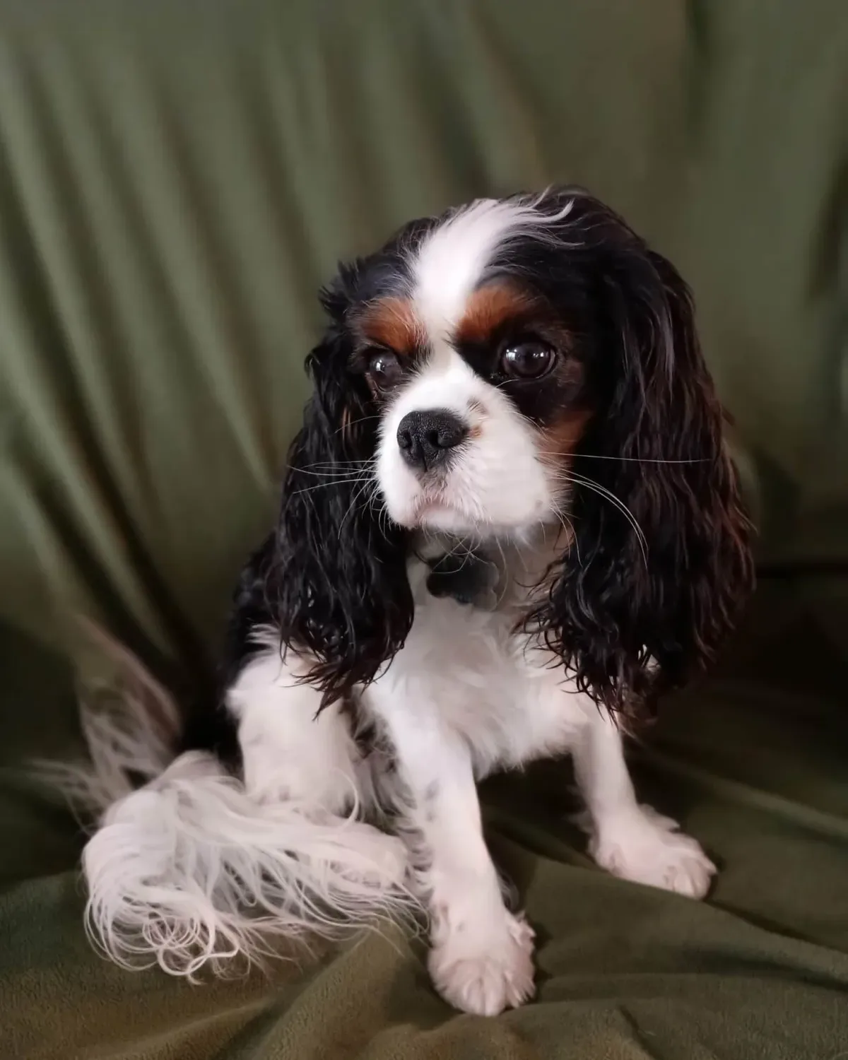 Clover, adult Cavalier King Charles Spaniel