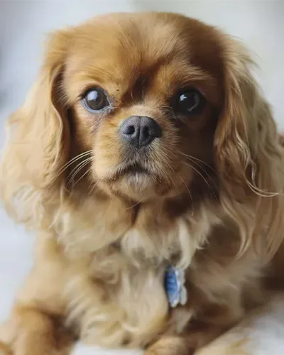 Ginger, adult Cavalier King Charles Spaniel