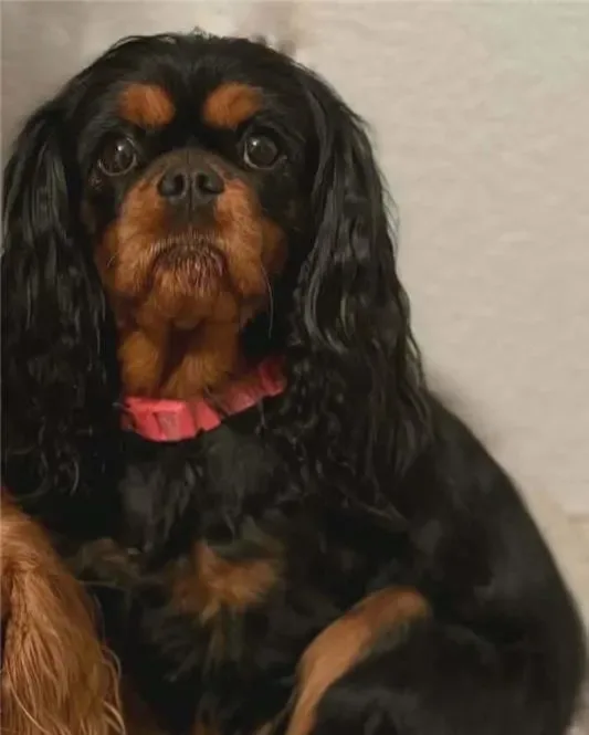 Poppy, adult Cavalier King Charles Spaniel